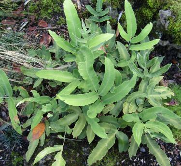 A close up of a Japanese plant dryopteris sieboldii